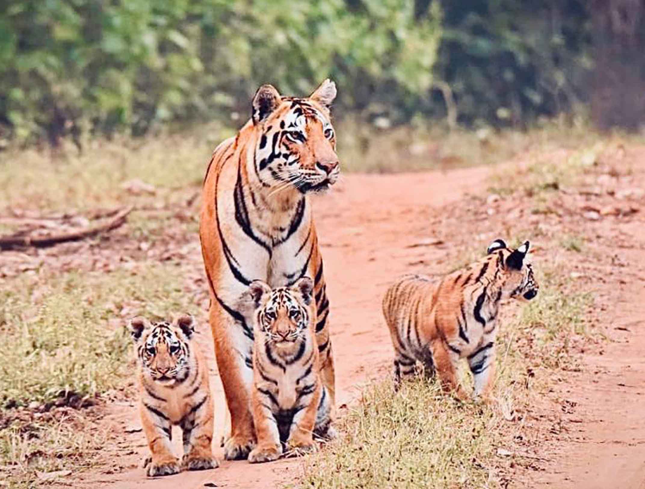 kanha tiger reserve tours